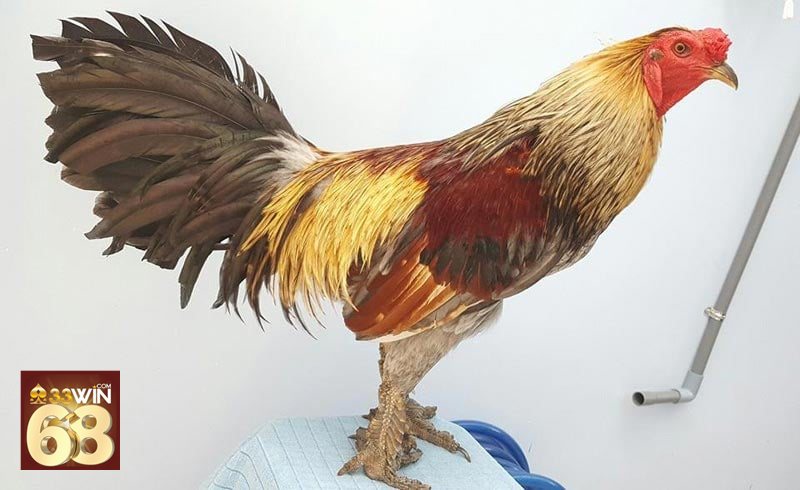 Đá gà đòn - Thiên về sức bền và đòn thế Đá gà đòn - Thiên về sức bền và đòn thế
