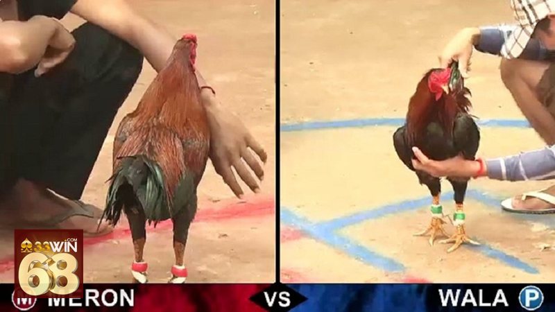 Đá gà đòn - Tính quan sát cao đối với người xem Đá gà đòn - Tính quan sát cao đối với người xem